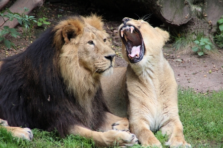 Foto Animais selvagens jardim zoológico gato mamífero