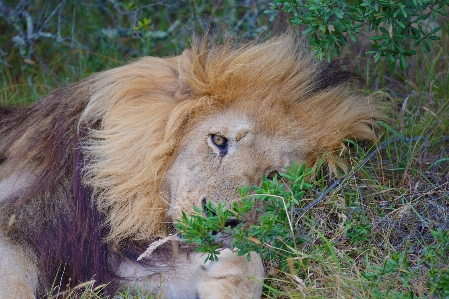 Foto Animali selvatici zoo mammifero criniera
