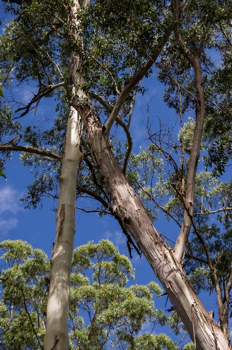 árbol bosque rama planta