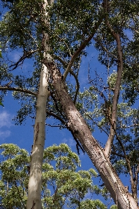 Foto árvore floresta filial plantar