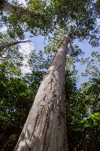 Tree nature forest rock Photo