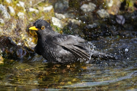 Nature bird male wildlife Photo