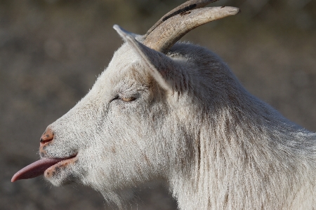 Foto Animais selvagens cabra buzina bicho de estimação