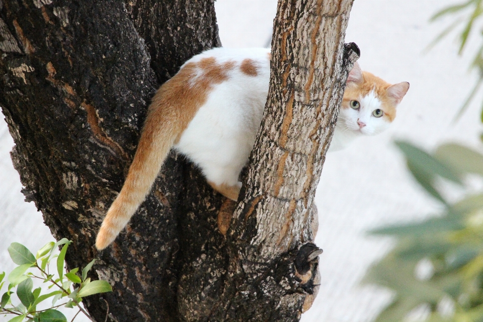 árvore filial animal animais selvagens