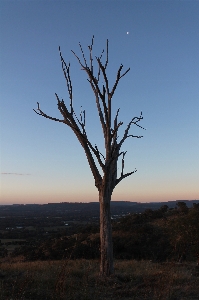 Landscape tree nature grass Photo