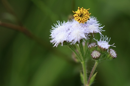 Nature grass outdoor blossom Photo