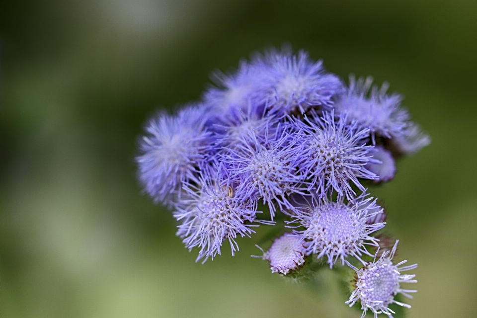 Natur gras draussen blüte