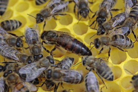 Insekt fauna wirbellos königin Foto