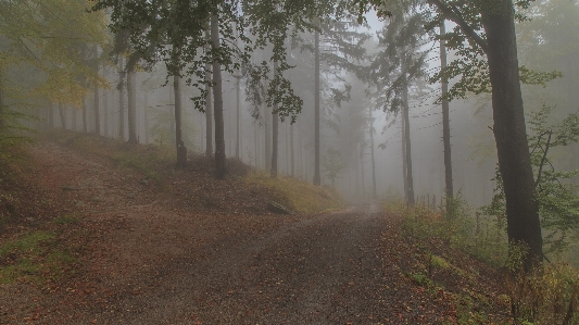 Landscape tree forest path Photo