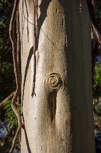 Foto Albero ramo pianta legna