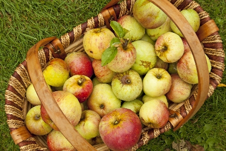 Apple anlage frucht essen Foto