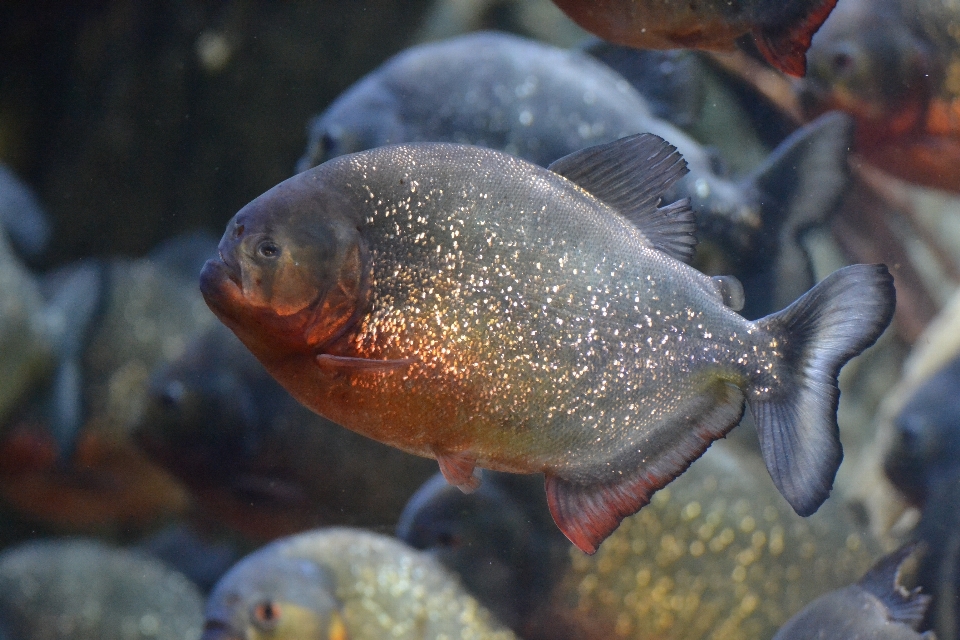 野生動物 水中 生物学 捕食者