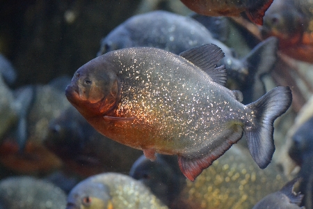 Foto Animais selvagens embaixo da agua biologia predador