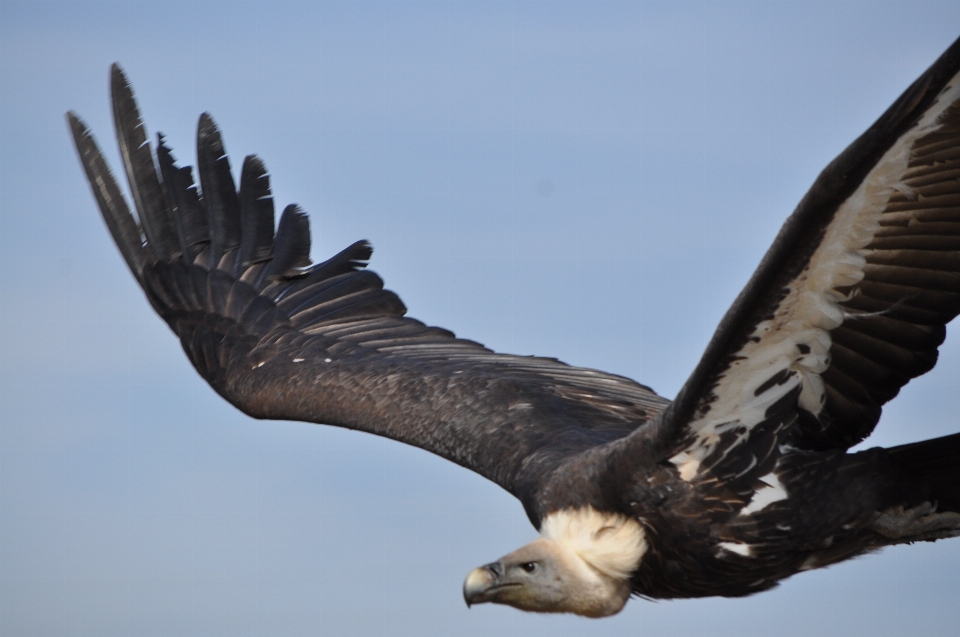 Nature bird wing animal