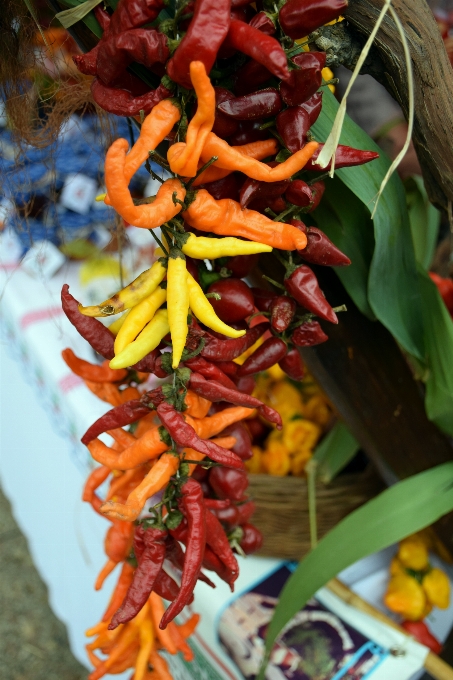 Planta hoja flor naranja