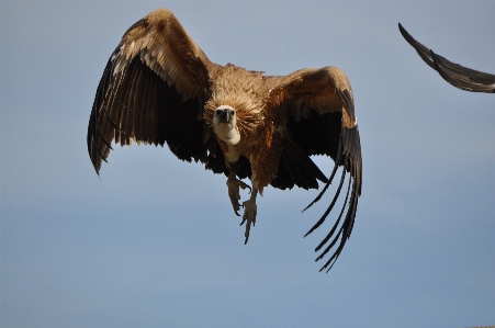 Foto Alam burung sayap satwa