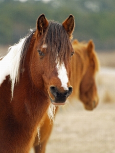 Foto Animal pastar
 caballo mamífero