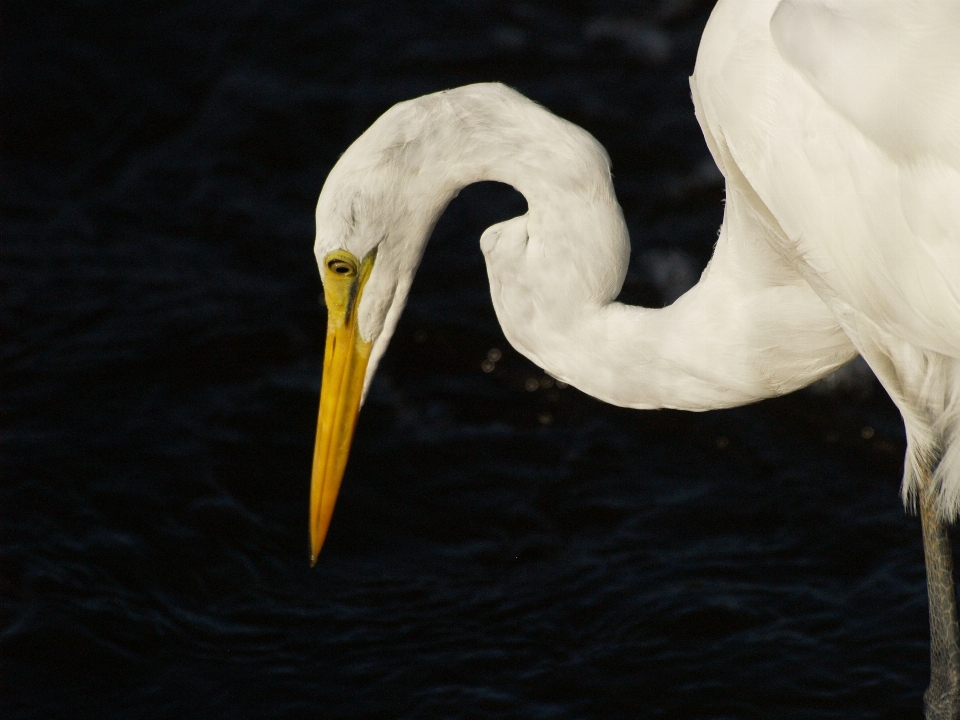 Nature bird wing white