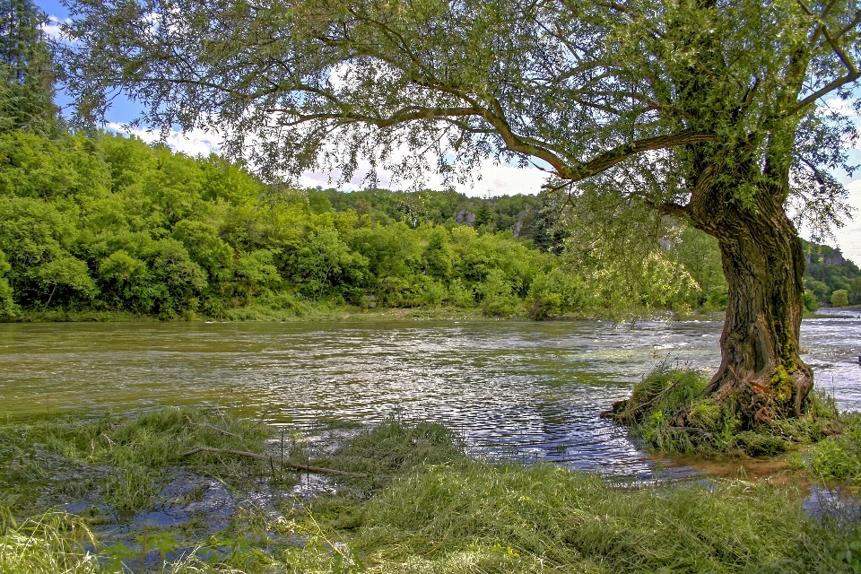 Landscape tree water nature