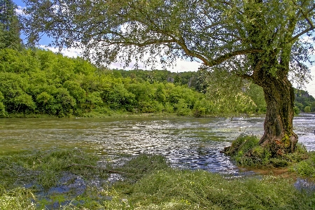 Landscape tree water nature Photo