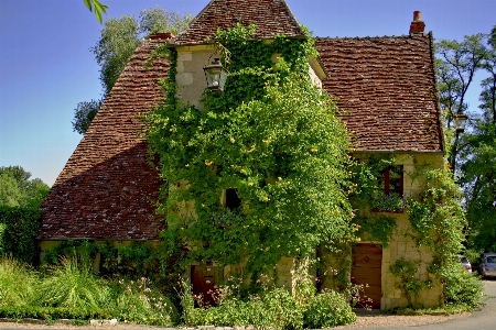 Tree architecture house flower Photo