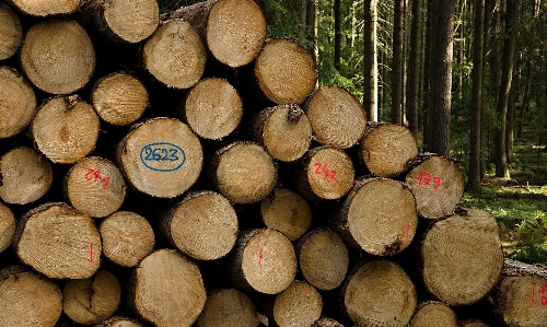 Photo Arbre forêt bois tronc