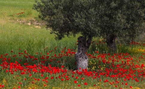 Foto Paesaggio albero natura erba