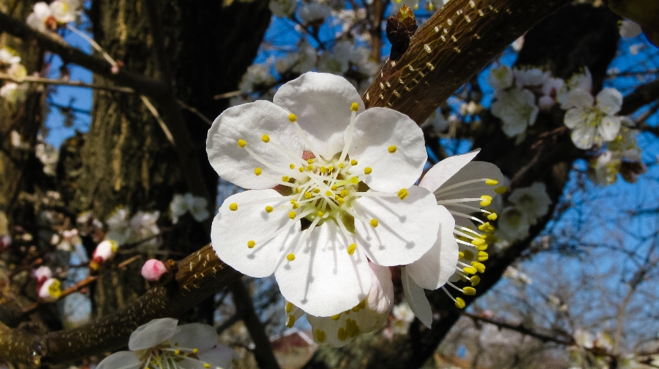 Tree nature branch blossom