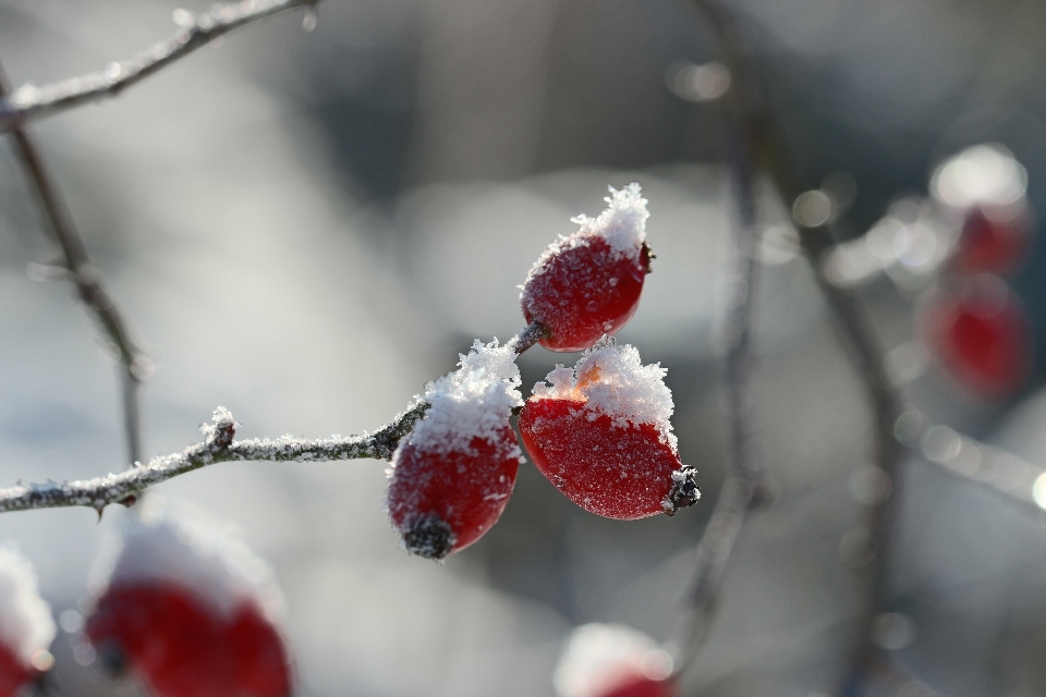 Naturaleza rama florecer nieve