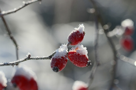 Photo Nature bifurquer fleurir neige