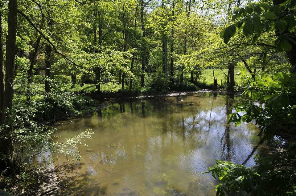 風景 木 水 自然