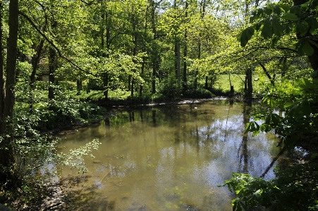 Landscape tree water nature Photo