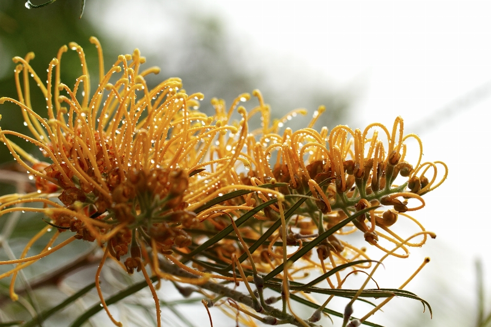 árbol naturaleza césped exterior