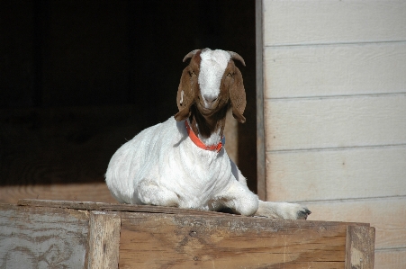 Köpek hayvan keçi hayvancılık Fotoğraf