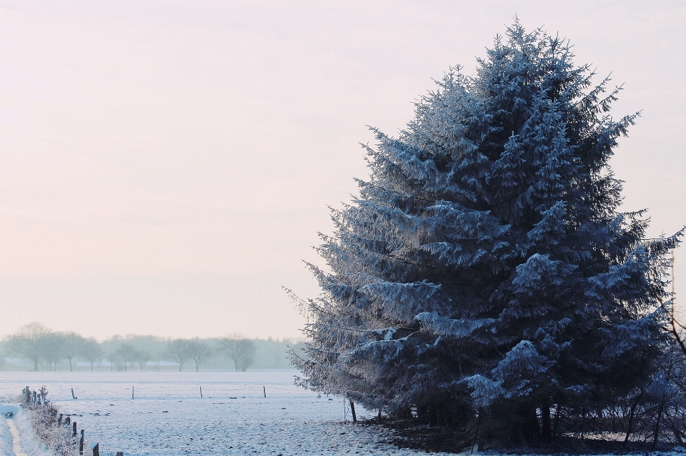 Paysage arbre nature bifurquer