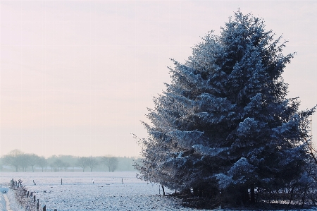 Landscape tree nature branch Photo