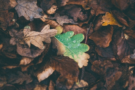 木 自然 森 ブランチ 写真