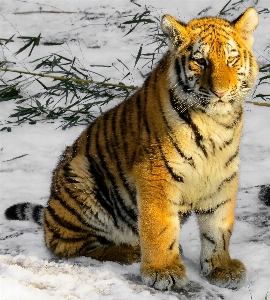 Foto Assistir frio inverno visualizar