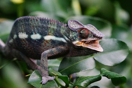 Foto Margasatwa reptil makan fauna