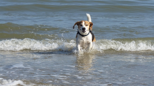 ビーチ 海 水 波 写真