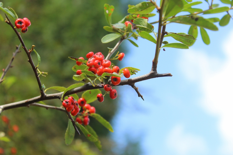 Arbre nature bifurquer fleurir