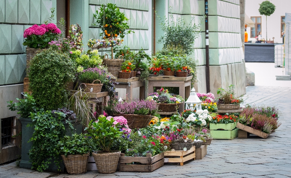 植物 街 花 店