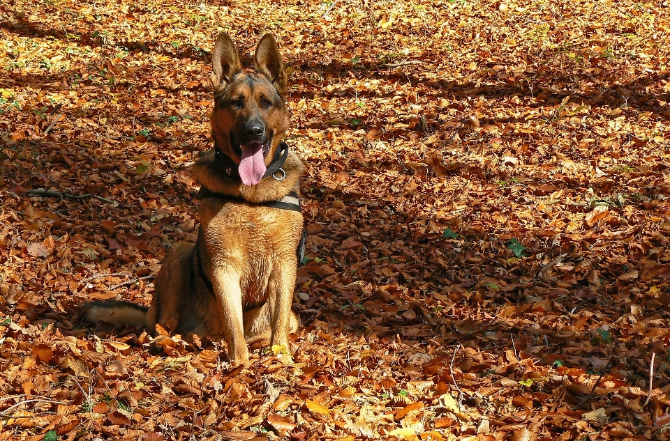 Forêt chien faune feuillage