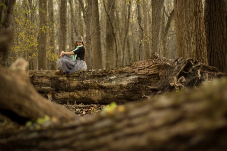 Tree nature forest outdoor Photo