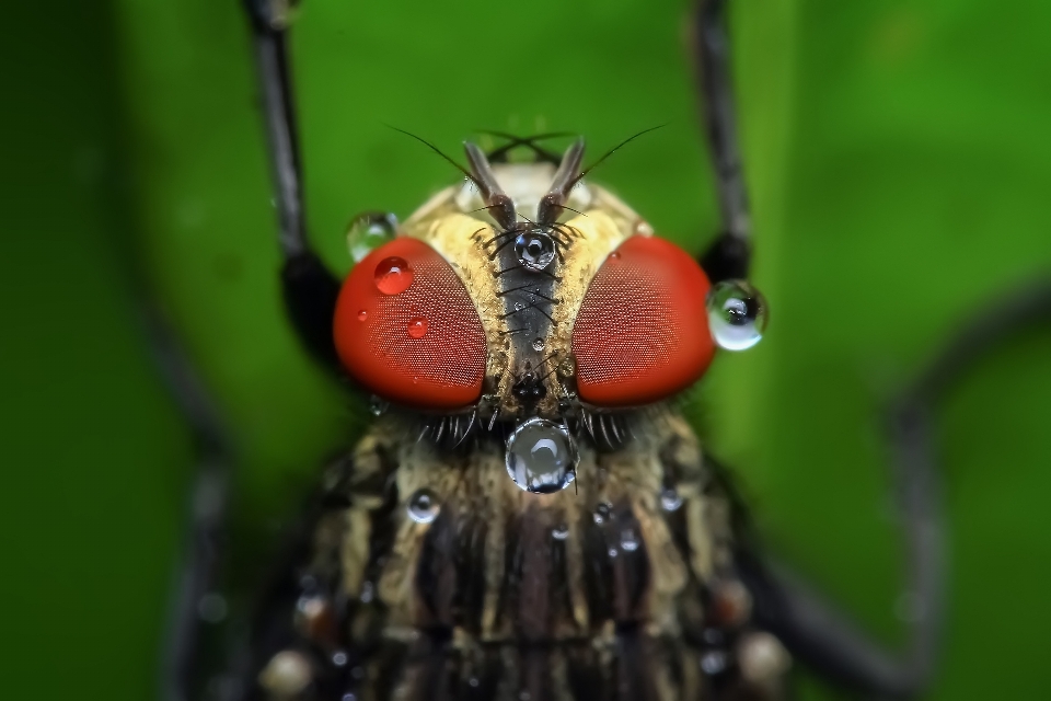 Natur fotografie blume tier