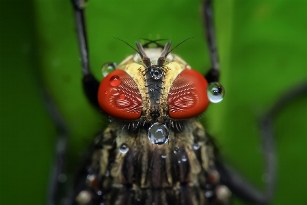 Foto Alam fotografi bunga satwa