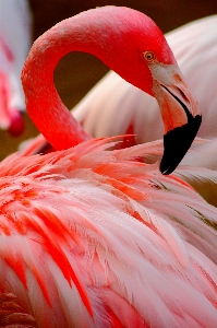 Nature bird wing petal Photo