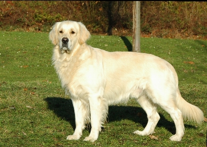 Foto Anjing mamalia jenis golden retriever
 bertulang belakang
