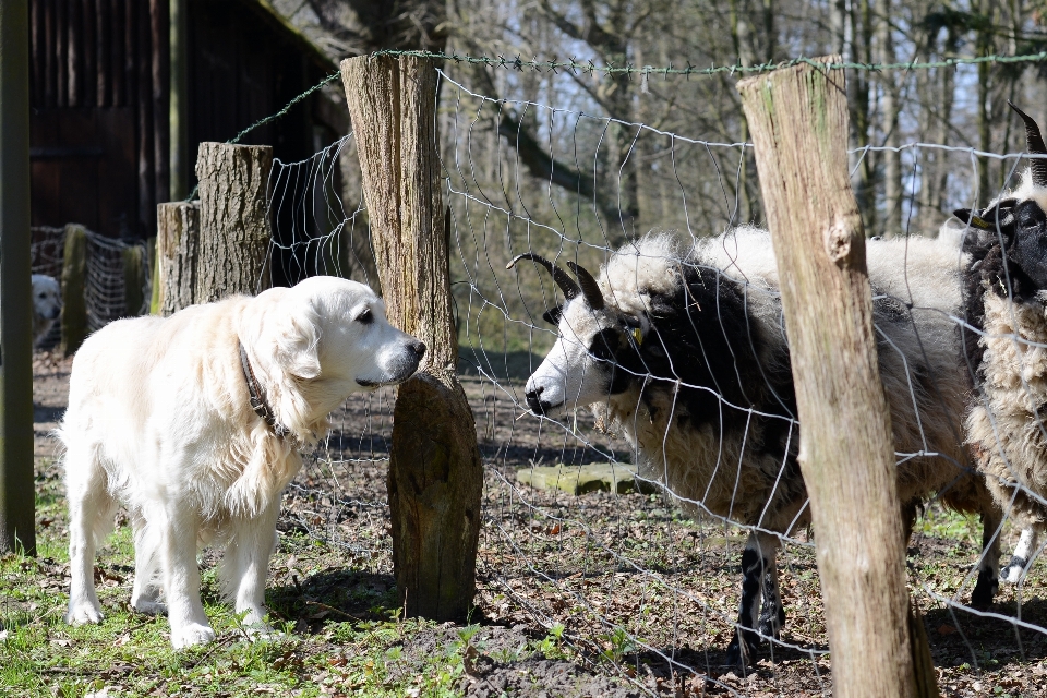 Pies ogród zoologiczny owce ssak