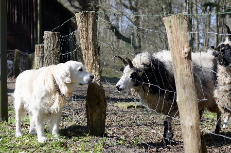 Foto Anjing kebun binatang domba mamalia